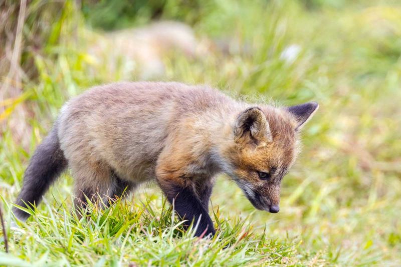 RedFoxes050825_25.jpg