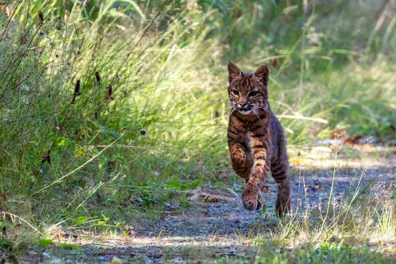 Bobcat072825_7.jpg