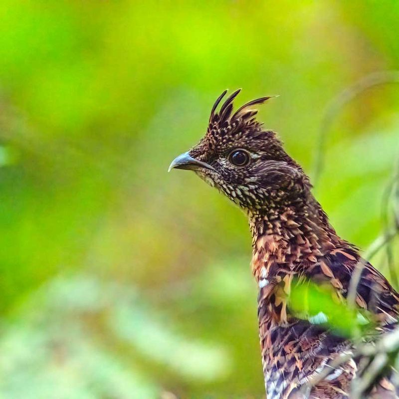 RuffedGrouse082725.jpg