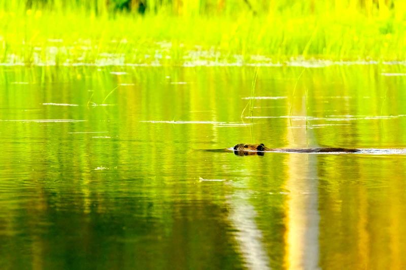 Beaver090225.jpg