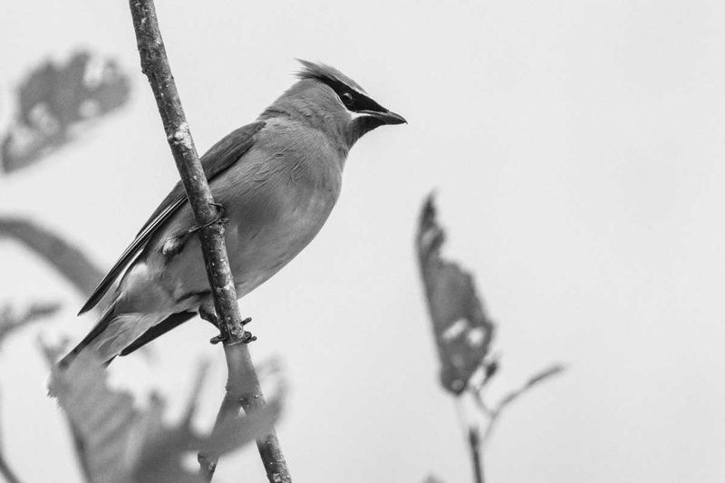 CedarWaxwing072725_5BW.jpg