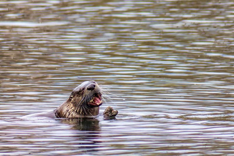 OtterBarnabySlough042317_V2.jpg