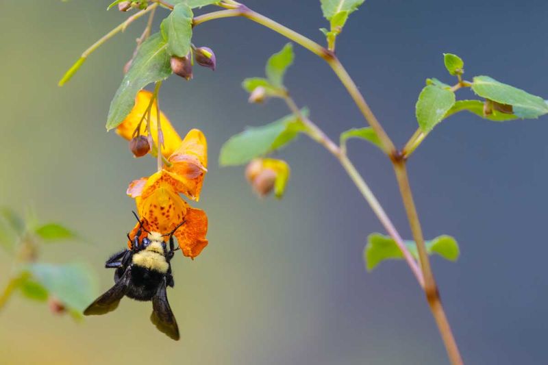 BeeCommonJewelweed090925.jpg