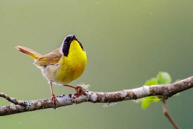 CommonYellowthroat060425_2.jpg