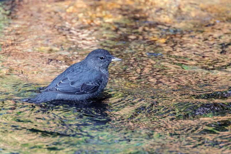 Dipper091825.jpg