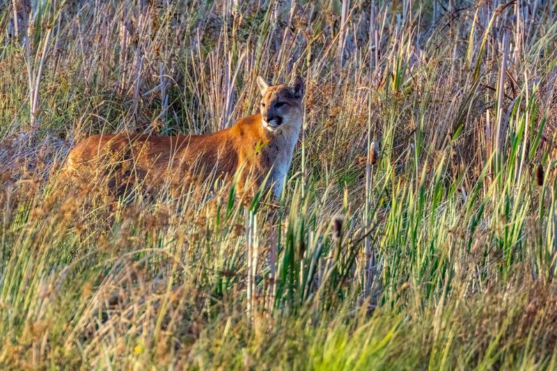 Cougar091925_2.jpg
