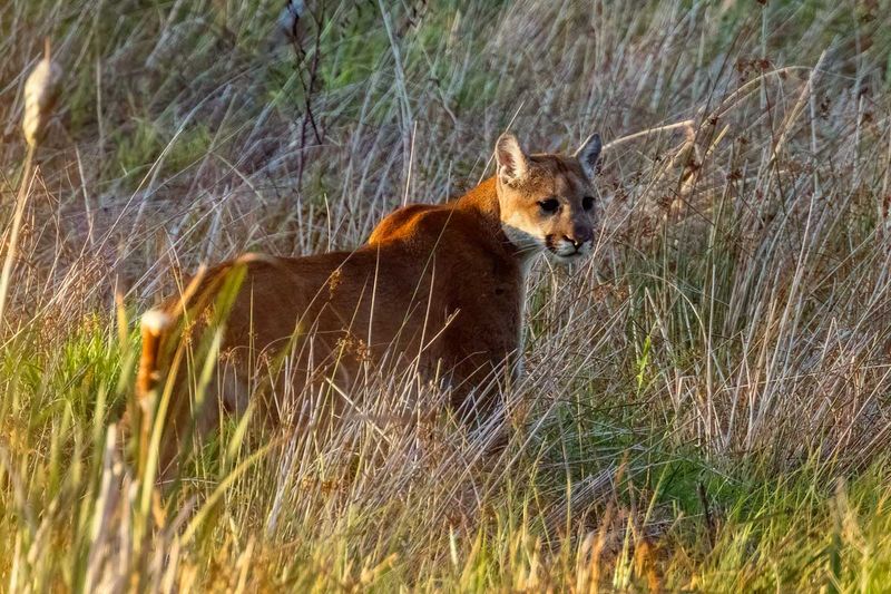 Cougar091925_6.jpg