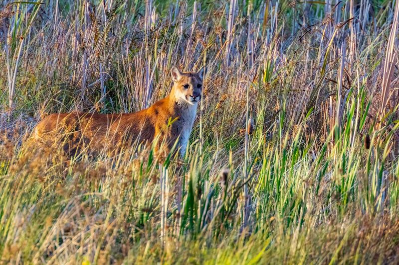 Cougar091925_5.jpg