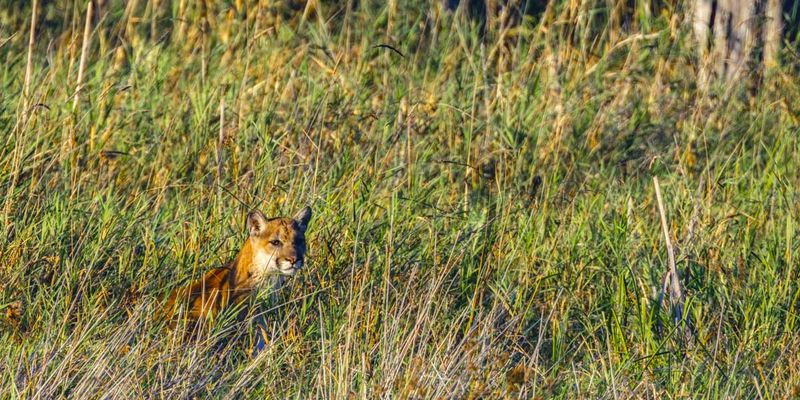 Cougar091925_9.jpg