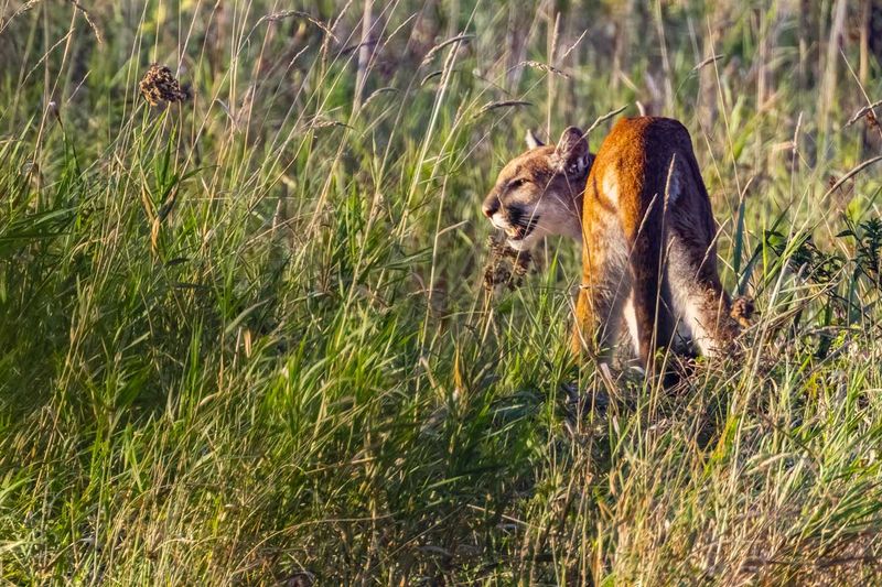 Cougar091925_11.jpg