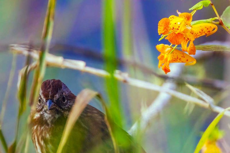 SongSparrow092425.jpg