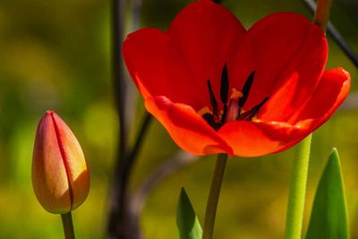 Tulips041424.jpg