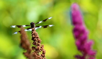 g13/72/1108772/3/175612955.a62495f6.JPEG