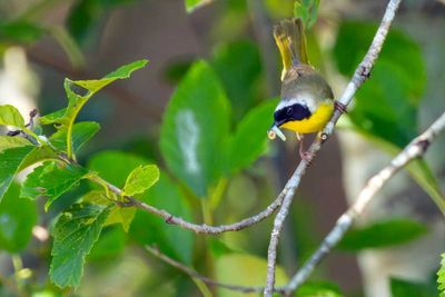 CommonYellowthroat070725.jpg