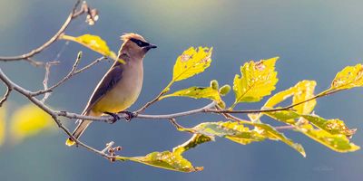 CedarWaxwing072525_3.jpg