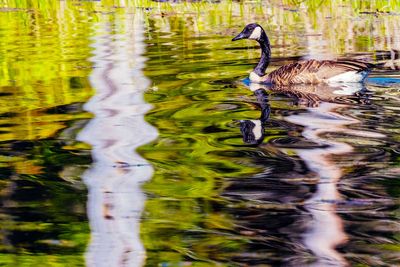CanadaGoose082225.jpg