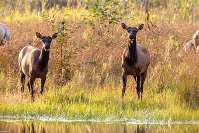 Elk090225_3.jpg