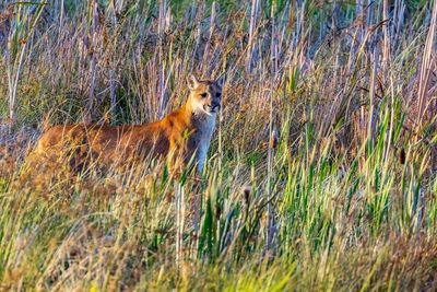 Cougar091925_5.jpg