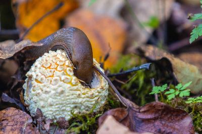 AminitaSlug100525.jpg
