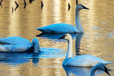 Swans012925_3.jpg