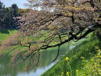 Parks in Tokyo April 2023