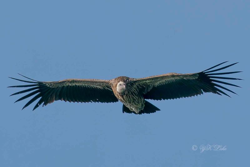 Himalayan Griffon, Gyps himalayensis