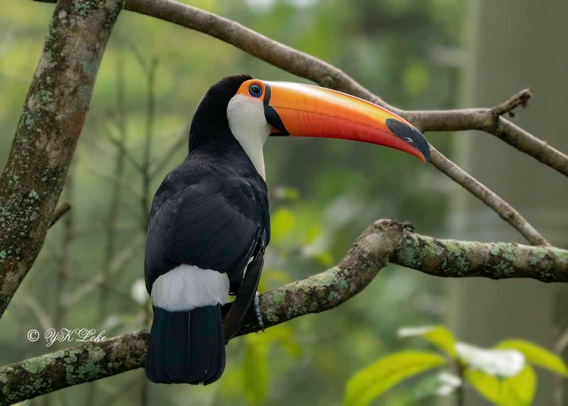 Toco toucan (Ramphastos toco)