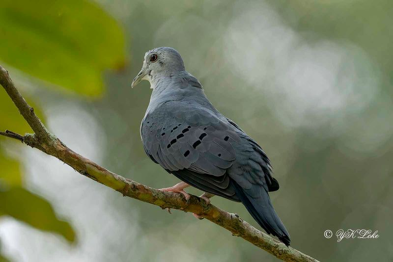 Blue Ground Dove (Claravis pretiosa)