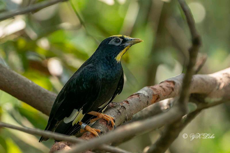 Golden-crested Myna (Ampeliceps coronatus)