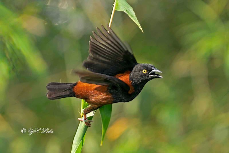 Vieillots black weaver (Ploceus nigerrimus)