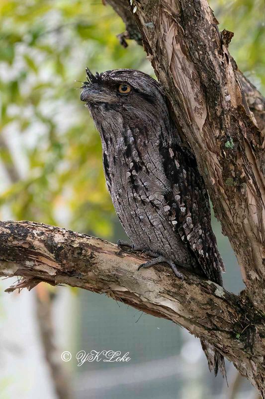 Tawny frogmouth (Podargus strigoides)
