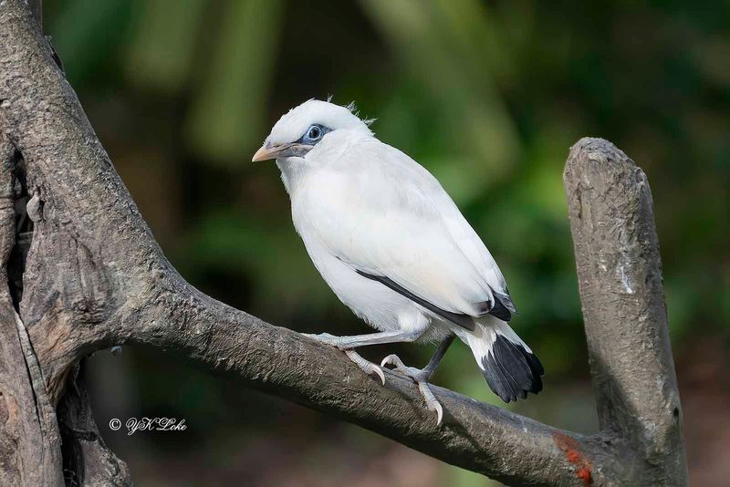 Bali Myna, Juvenile (Leucopsar rothschildi)