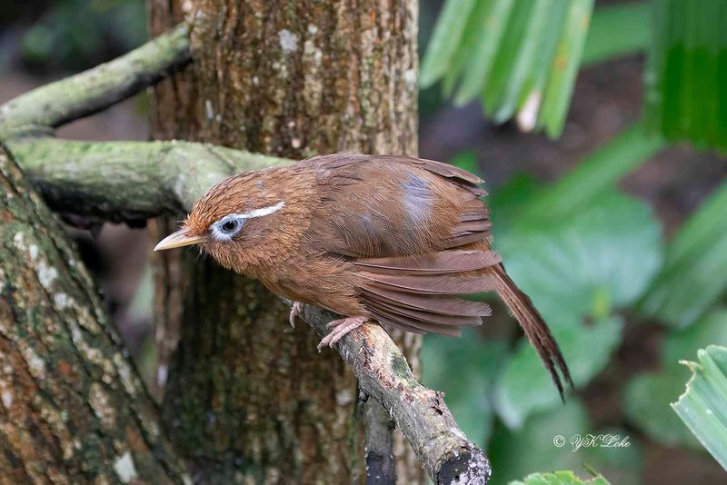 Chinese Hwamei (Garrulax canorus)