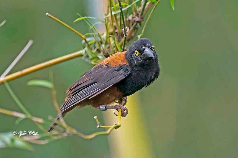 Vieillots black weaver (Ploceus nigerrimus)