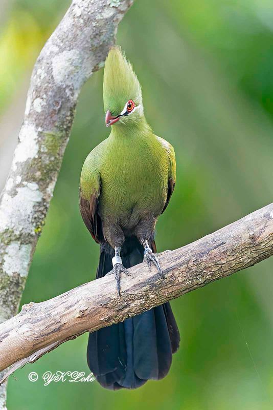 Guinea Turaco (Tautaco persa) 