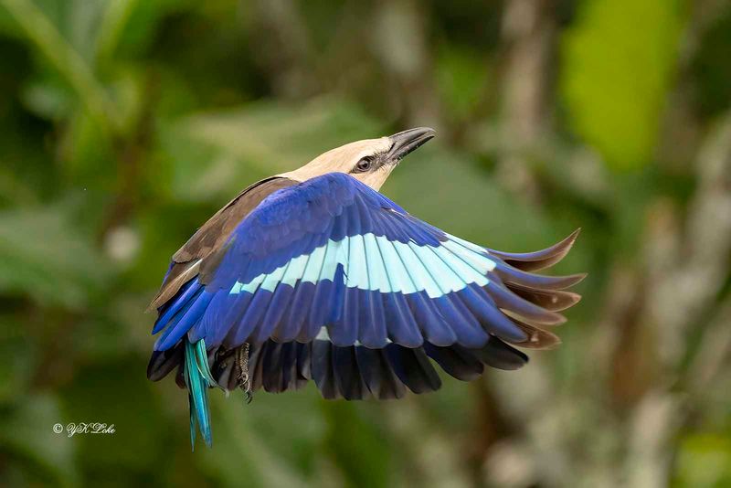 Blue-bellied Roller (Coracias cyanogaster)
