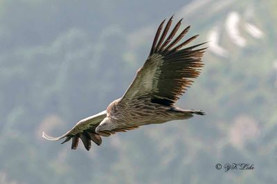  Nepal birding trip November 2022.