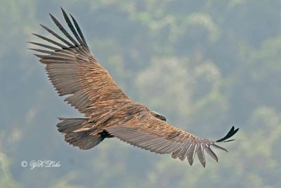 Slender-billed Vulture, Gyps tenuirostris