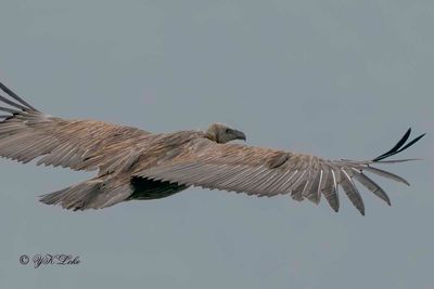 Slender-billed Vulture, Gyps tenuirostris