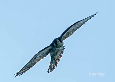 Peregrine Falcon, Falco peregrinus