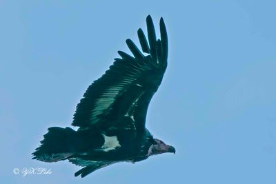 Red-headed Vulture, Sarcogyps calvus