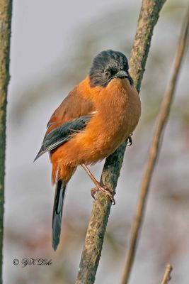 Rufous Sibia (Heterophasia capistrata