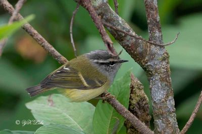 Ashy-throated Warbler, Phylloscopus maculipennis