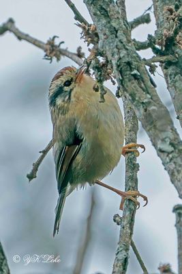 Rufous-wing Fulvetta, Alcippe castaneceps