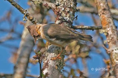 Black-chinned Yuhina, Yuhina nigrimenta