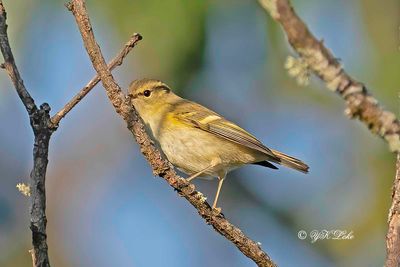 Lemon-rump Warbler, Phylloscopus chloronotus