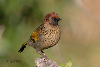 Chestnut-crowned Laughingthrush, Garrulas erythrocephalus.