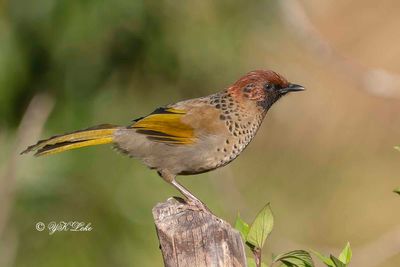 Chestnut-crowned Laughingthrush, Garrulas erythrocephalus.