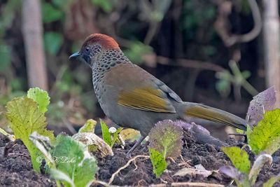 Chestnut-crowned Laughingthrush, Garrulas erythrocephalus.