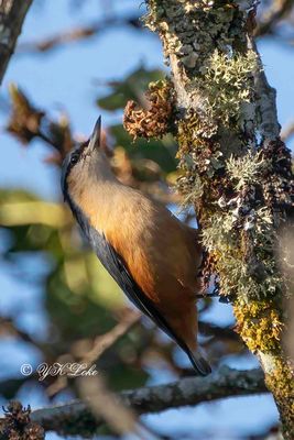 Kashmir Nuthatch, Sitta cashmirensis